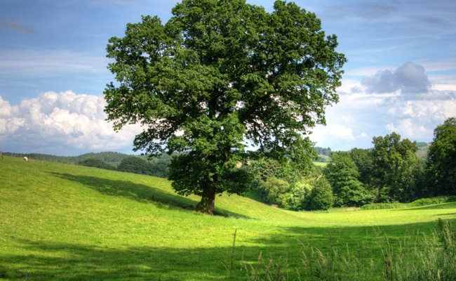 Is Climate Change Responsible For Turning Trees Into Gluttons? Here's What A New Study Says 1 Is Climate Change Responsible For Turning Trees Into Gluttons? Here's What A New Study Says 1