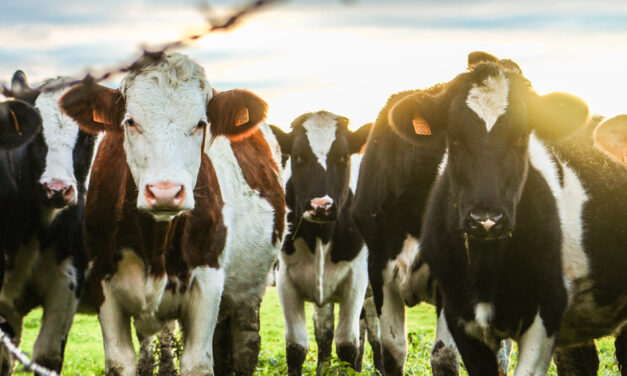 Grazing livestock could reduce greenhouse gases in the atmosphere, study shows