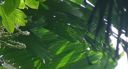 SOCRATEA EXORRHIZA: PLANTS ALSO LEARN TO WALK!