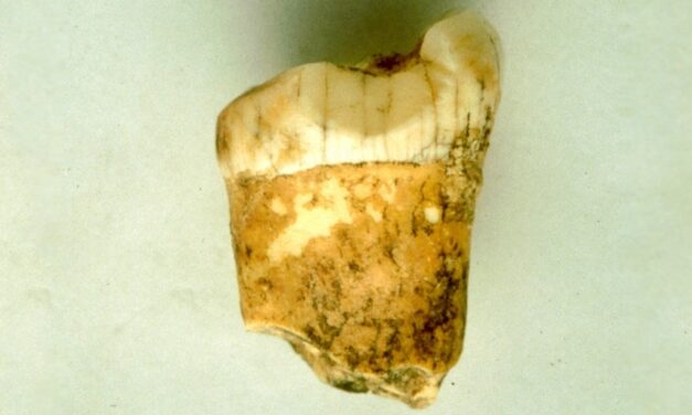 Ancient Tooth Finally Reveals Whether Neanderthals Were Carnivores