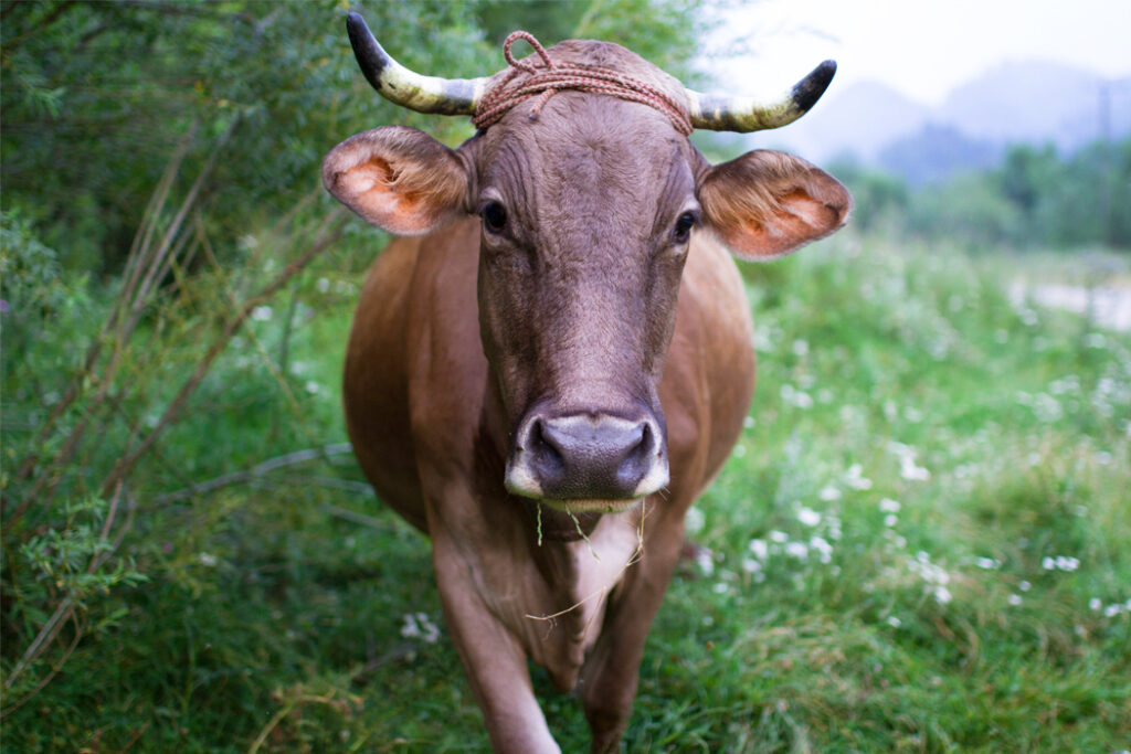 Can Cows Help Mitigate Climate Change? Yes, They Can! 1