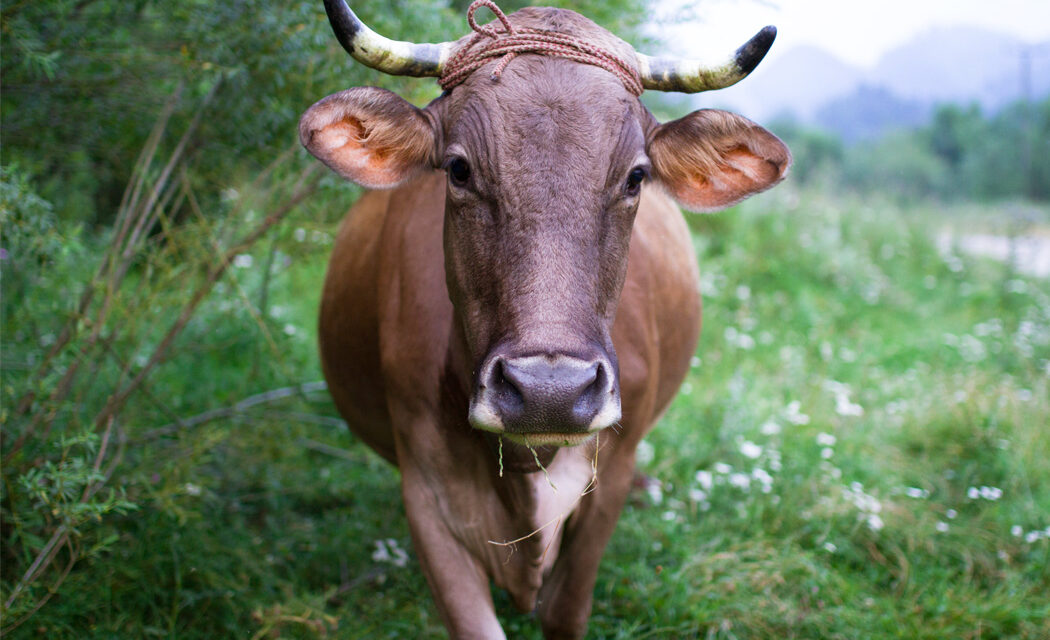 Can Cows Help Mitigate Climate Change? Yes, They Can!