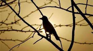 Listening to birdsongs can help alleviate stress and anxiety in humans: Study