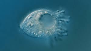 How scientists found microbes rarer than a ticket to the Moon