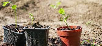 How to choose the best soil for outdoor potted plants 1