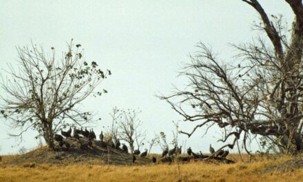 The World’s Food Supply is Made Insecure by Climate Change