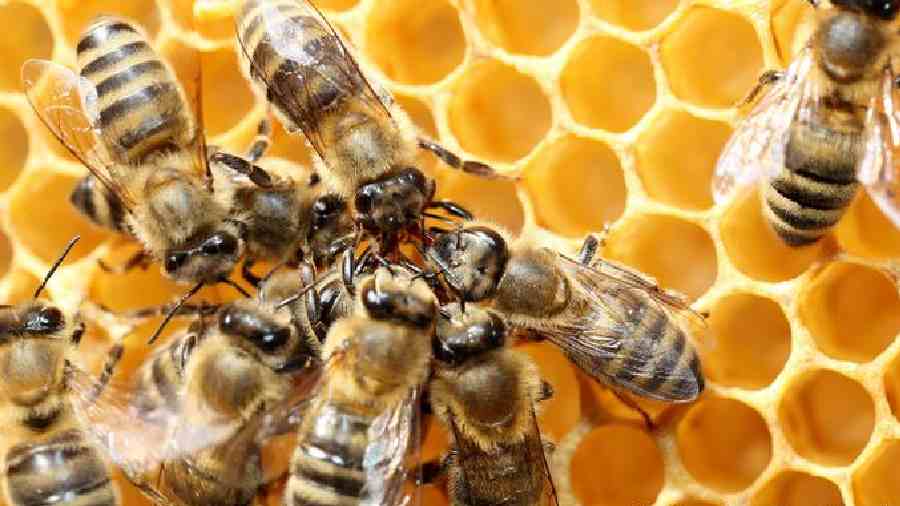 A fading buzz: Editorial on impact of climate change on insects 1 A fading buzz: Editorial on impact of climate change on insects 1