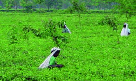Big trouble for small tea sector