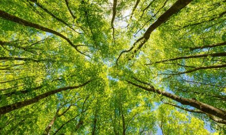 CARBON COMPENSATION – A FEEL-GOOD SOLUTION?