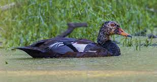 State bird of Assam on brink of extinction due to climate change￼