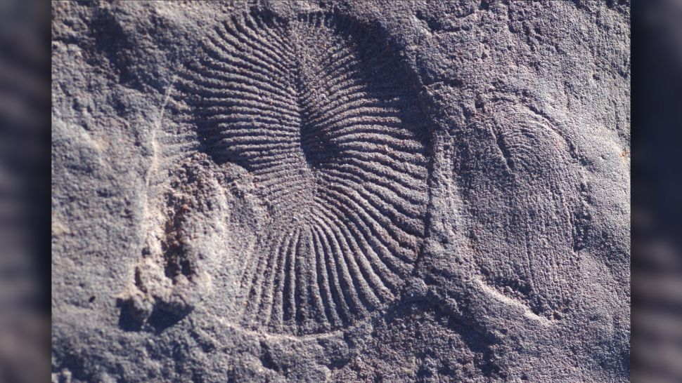 Scientists just found a hidden 6th mass extinction in Earth's ancient past 1