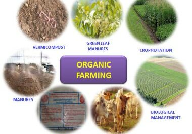 Organic Farming, Bio-Fertilizers and Their Use in Agriculture
