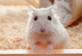Is a hamster the right pet for you?￼