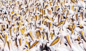 The week in wildlife – in pictures 1