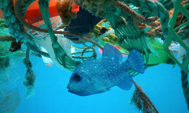 Ocean Pollution: The Dirty Facts