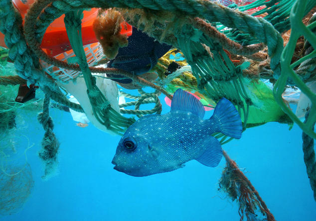 Ocean Pollution: The Dirty Facts
