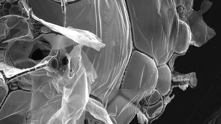 Egg whites can be transformed into a material capable of filtering microplastics from seawater 1 Egg whites can be transformed into a material capable of filtering microplastics from seawater 1