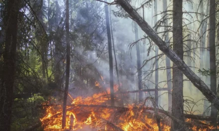 COP27: How climate finance and adaptation can support vulnerable countries