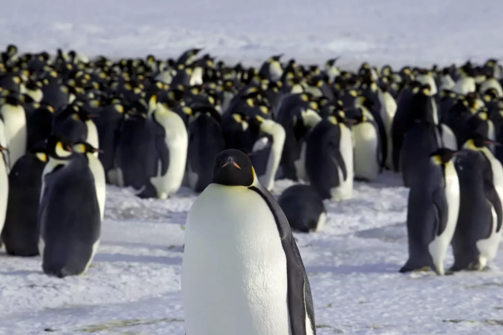 Emperor penguins at risk and other climate change stories you need to read this week 1 Emperor penguins at risk and other climate change stories you need to read this week 1
