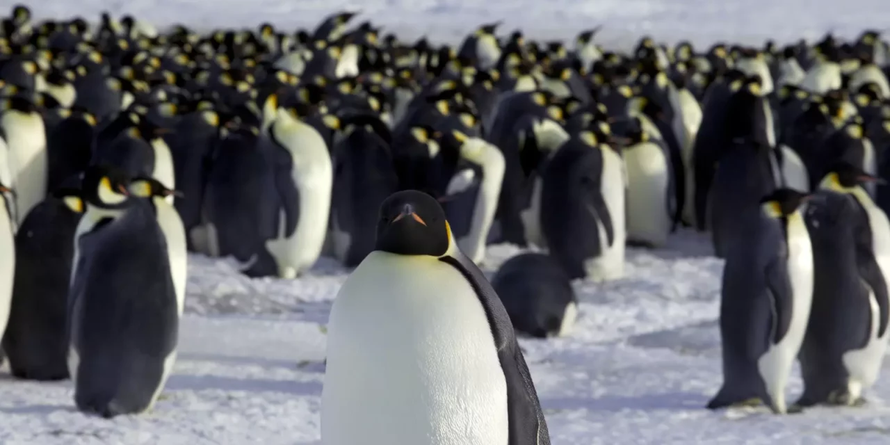 Emperor penguins at risk and other climate change stories you need to read this week