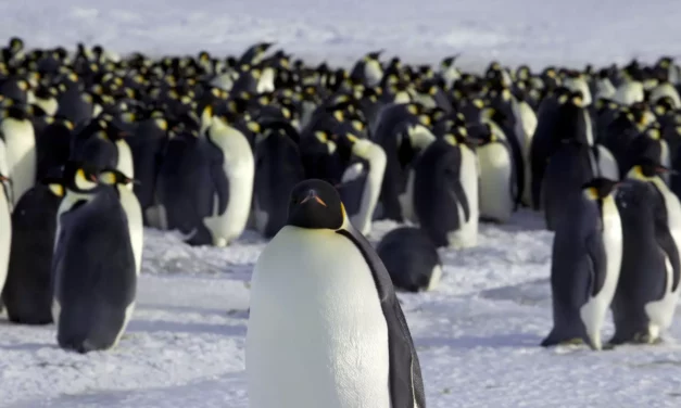Emperor penguins at risk and other climate change stories you need to read this week