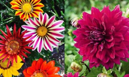 7 ‘Easy to grow’ winter flowering plants to bring colour and butterflies into your garden