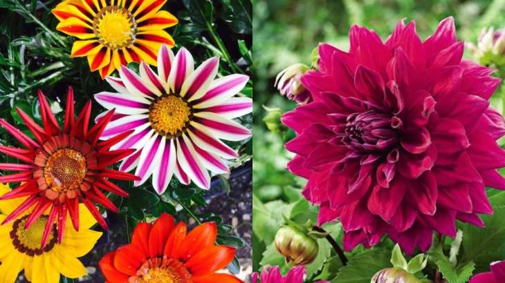 7 ‘Easy to grow’ winter flowering plants to bring colour and butterflies into your garden