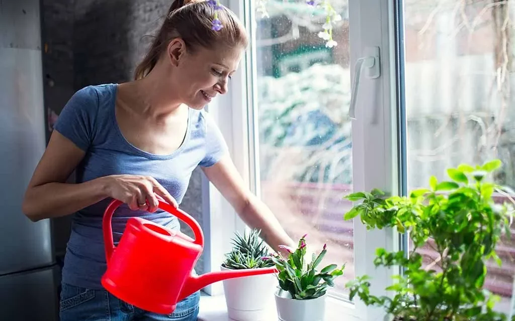 10 Lucky Plants that Bring Wealth, Health, and Love to Your Home￼