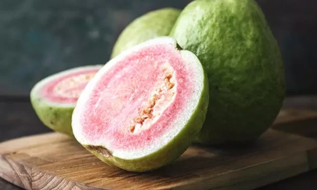 15 Important Benefits Of Guava Fruit + Guava Nutrition Facts