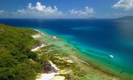 How Seychelles ocean plants could help tackle climate change