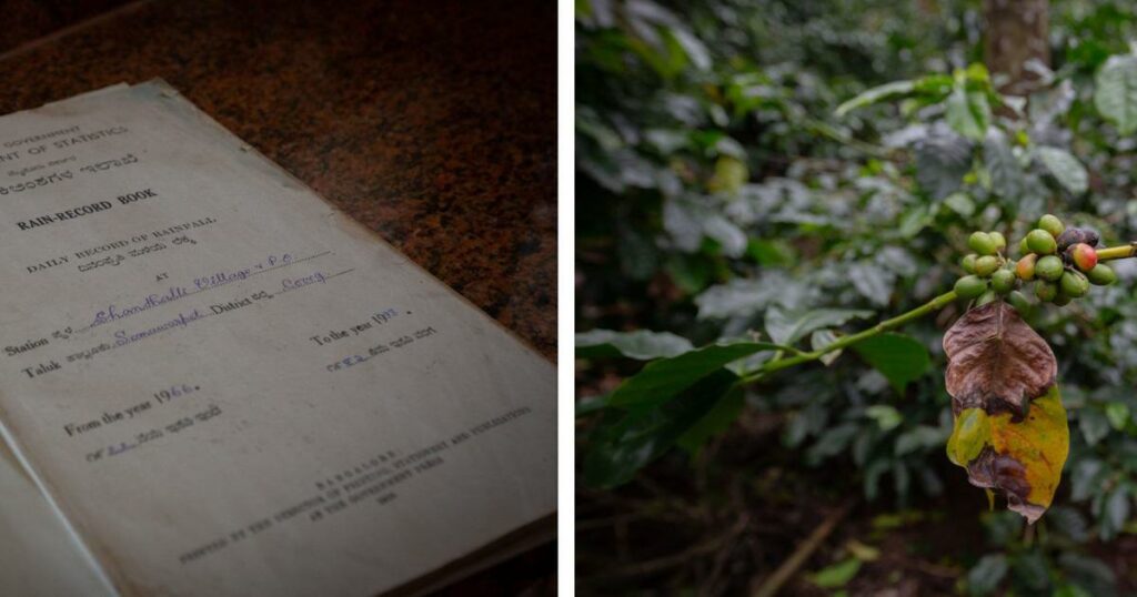 In Karnataka, century-old rainfall records from coffee estates help in understanding climate change 1