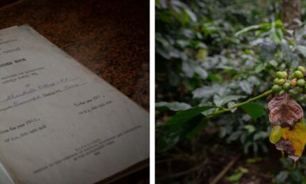 In Karnataka, century-old rainfall records from coffee estates help in understanding climate change