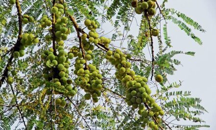 Fruit crops need protection to brave the chill