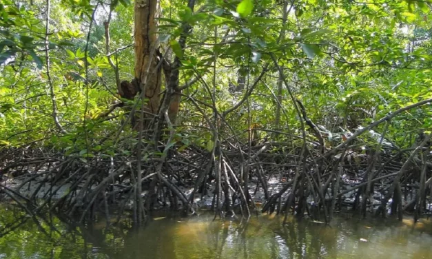 Climate Change: 2070 तक 50 प्रत‍िशत तक सिमट जाएंगे मैंग्रोव वन के तट, कई इलाकों के जलमग्‍न होने का खतरा￼