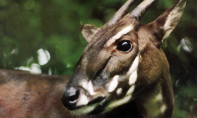 These are the 10 fastest declining species on the brink of extinction