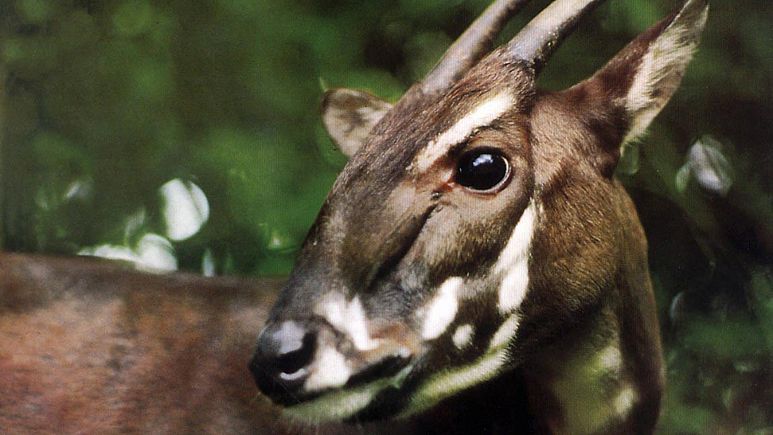 These are the 10 fastest declining species on the brink of extinction 1 These are the 10 fastest declining species on the brink of extinction 1