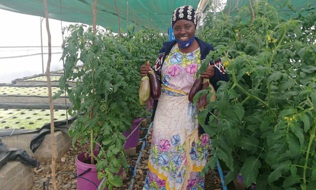 Inside the refugee camp using solar power and ‘hydroponics’ to grow thousands of fruit and veg