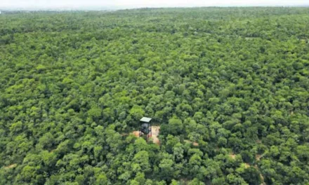 Telangana records second highest forest cover increase in India￼