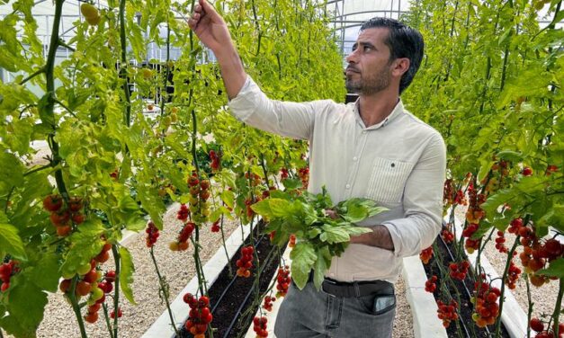 Can hydroponic farming save the world?