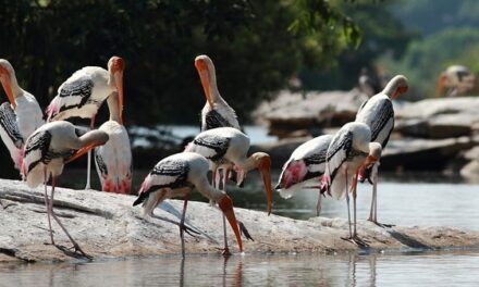 Date Migratory Birds at Best Indian Bird Sanctuaries￼