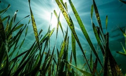 The Shellfish Grower’s Guide to COP27