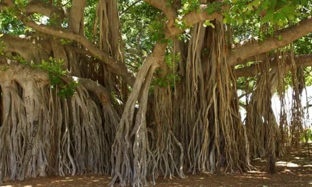 Global Warming: Old trees may handle climate extremes better