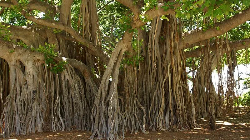 Global Warming: Old trees may handle climate extremes better