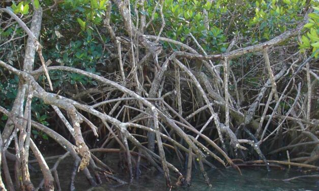 What is Blue Carbon?