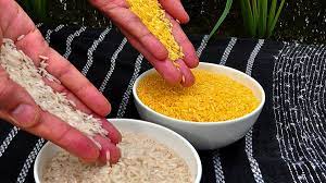 After India, Bangladesh & Vietnam, now Philippines harvests GM Golden Rice to cure ‘hidden hunger’￼￼