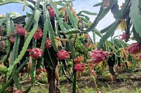 India’s drought-hit farmers make a fruitful pivot to ‘the only crop that can survive’: hardy dragon fruits