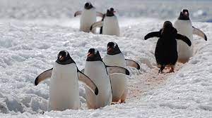 Wild Penguins Might Be Self-Aware (and Love Checking Themselves Out in Mirrors!), Indian Study Reveals