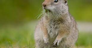 Changes to squirrel semen, feet a sign of climate change: University of Manitoba research￼