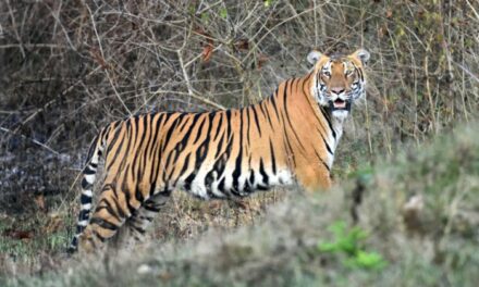 Returning to the tiger lands