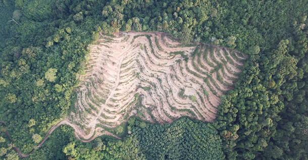 Pandemics to increase in frequency and severity unless biodiversity loss is addressed